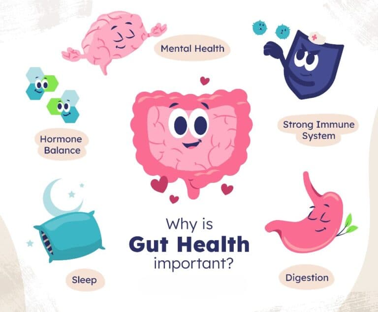 Gut health and hormone balance